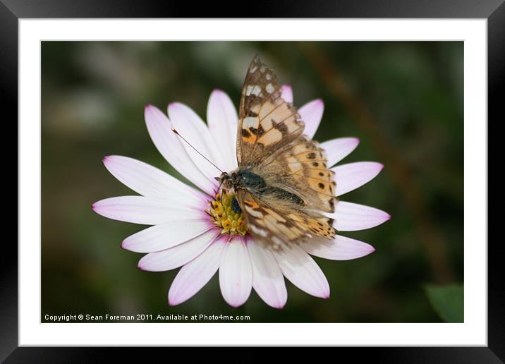 Butterfly on Flower Framed Mounted Print by Sean Foreman