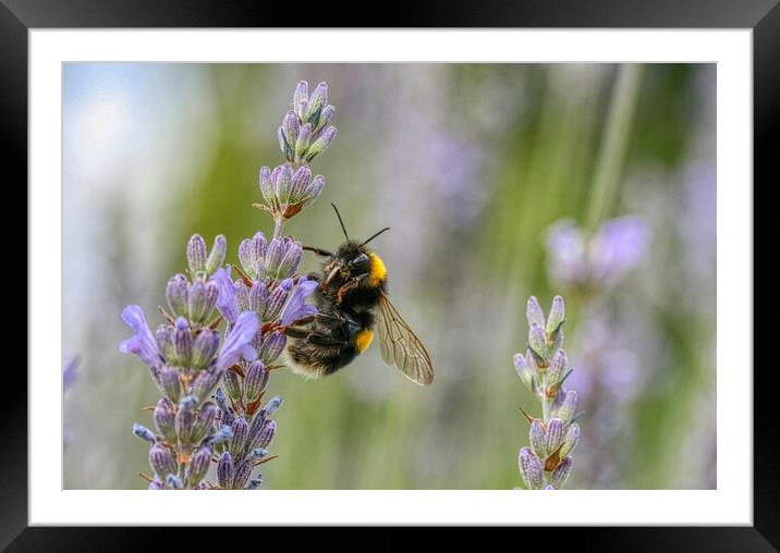 Bumblebee on the Lavender Framed Mounted Print by Helkoryo Photography