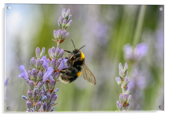 Bumblebee on the Lavender Acrylic by Helkoryo Photography