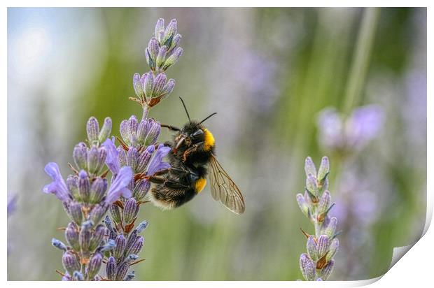 Bumblebee on the Lavender Print by Helkoryo Photography