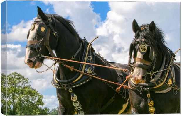 Shire Horses working together Canvas Print by Helkoryo Photography