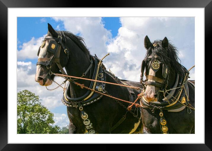 Shire Horses working together Framed Mounted Print by Helkoryo Photography