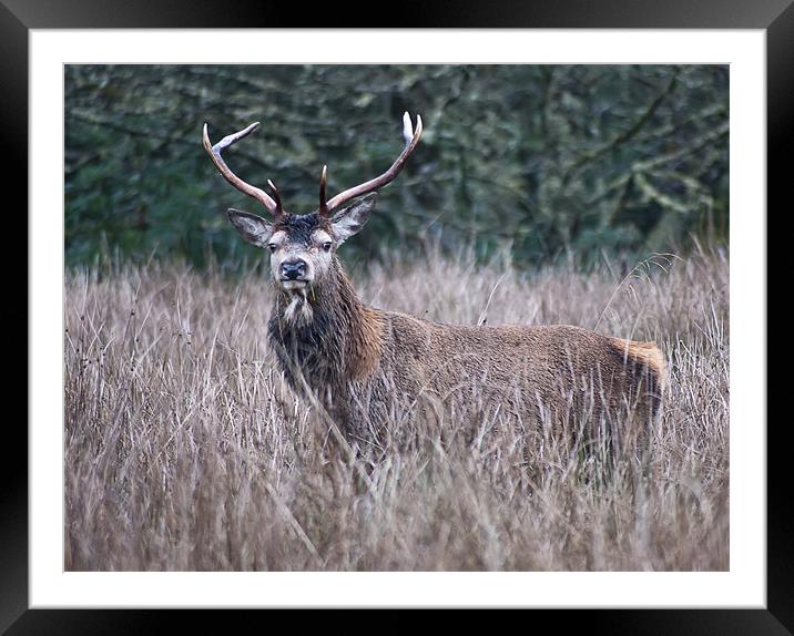 Stag Framed Mounted Print by Sam Smith
