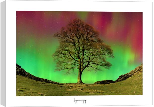 Sycamore  gap tree aurora  Canvas Print by JC studios LRPS ARPS