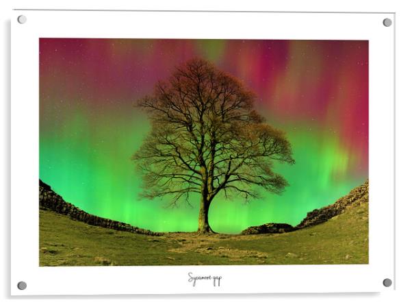 Sycamore  gap tree aurora  Acrylic by JC studios LRPS ARPS