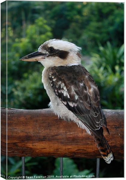 kookaburra rests after fishing Canvas Print by Sean Foreman