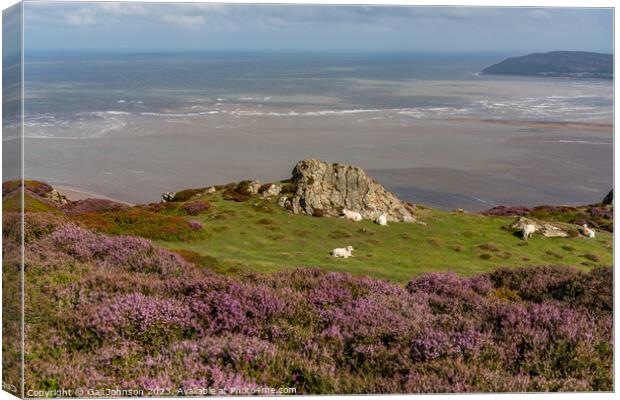 Views around Conwy Mountain with the heather out Canvas Print by Gail Johnson
