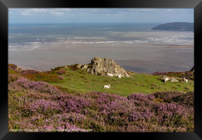 Views around Conwy Mountain with the heather out Framed Print by Gail Johnson