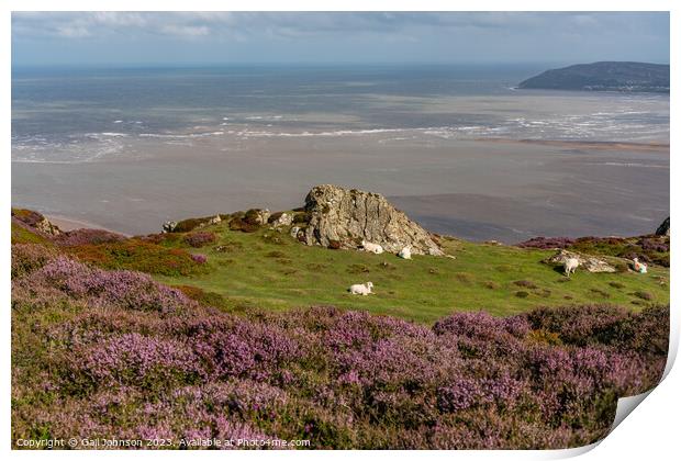Views around Conwy Mountain with the heather out Print by Gail Johnson