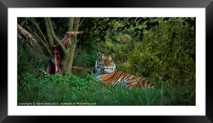 Amur Tiger Framed Mounted Print by Garry Bree