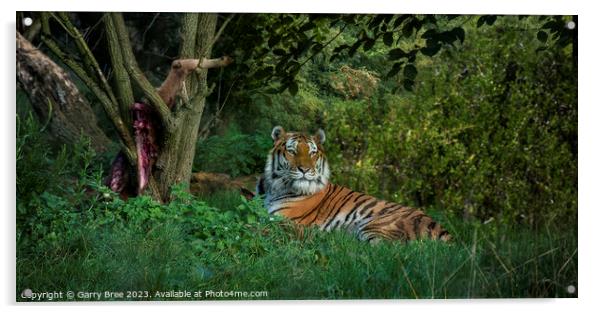 Amur Tiger Acrylic by Garry Bree