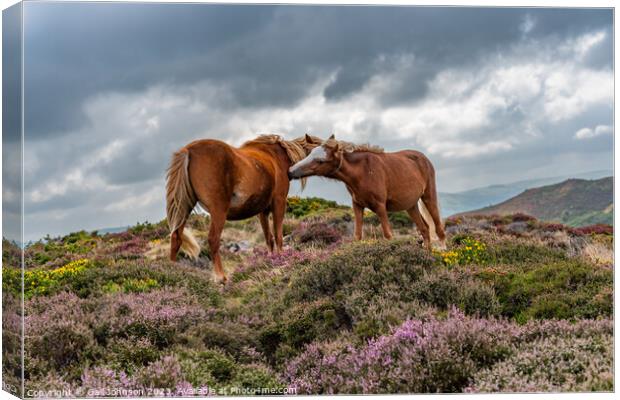 Views around Conwy Mountain with the heather out Canvas Print by Gail Johnson