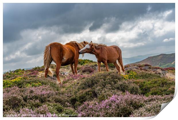 Views around Conwy Mountain with the heather out Print by Gail Johnson