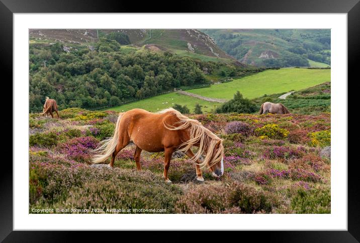 Views around Conwy Mountain with the heather out Framed Mounted Print by Gail Johnson