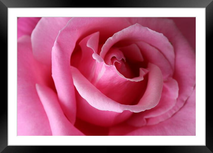Simple Elegance in Pink Framed Mounted Print by Helkoryo Photography