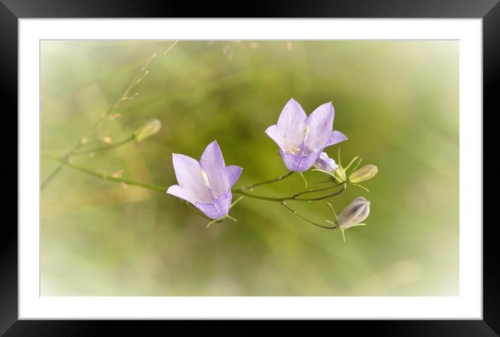 Wild Harebell (Campanula rotundifolia) Framed Mounted Print by Helkoryo Photography