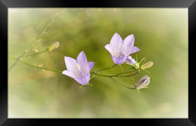 Wild Harebell (Campanula rotundifolia) Framed Print by Helkoryo Photography