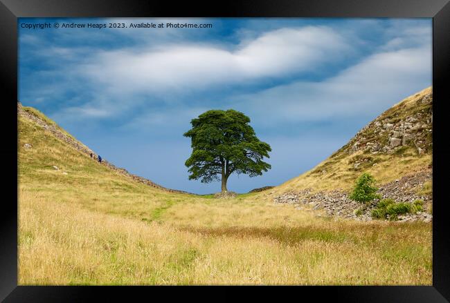 Sycamore gap Framed Print by Andrew Heaps