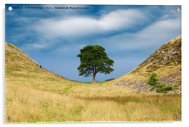 Sycamore gap Acrylic by Andrew Heaps