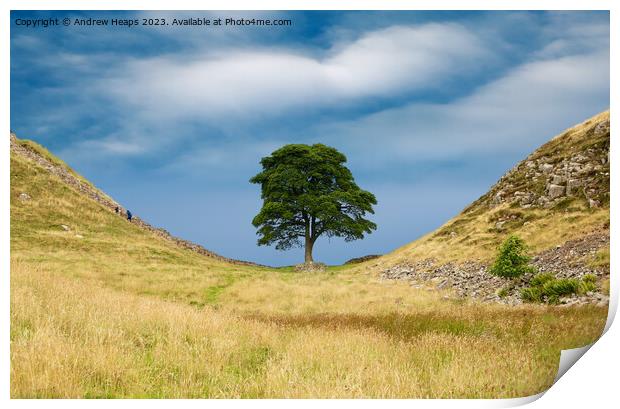Sycamore gap Print by Andrew Heaps
