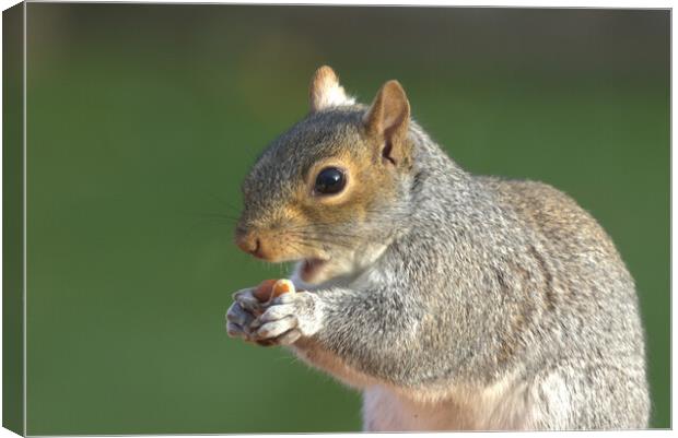 A close up of a squirrel eating peanuts Canvas Print by Helkoryo Photography