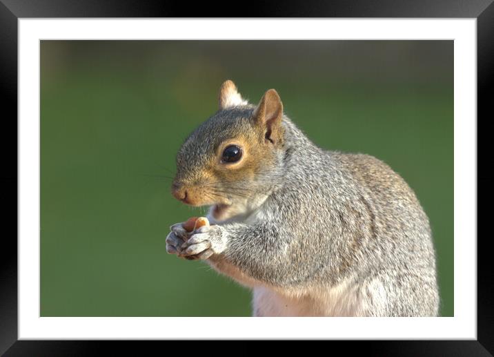 A close up of a squirrel eating peanuts Framed Mounted Print by Helkoryo Photography