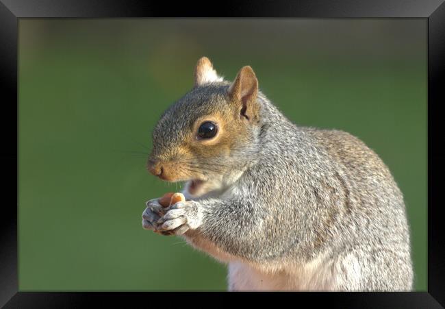 A close up of a squirrel eating peanuts Framed Print by Helkoryo Photography