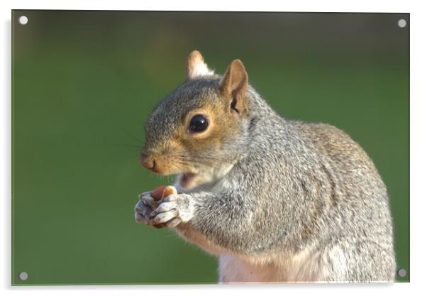A close up of a squirrel eating peanuts Acrylic by Helkoryo Photography