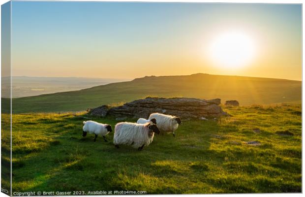 Counting Dartmoor Sheep Canvas Print by Brett Gasser