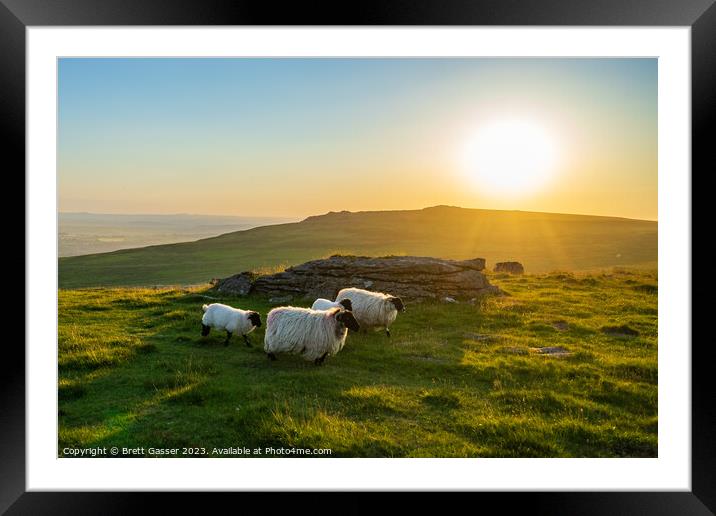 Counting Dartmoor Sheep Framed Mounted Print by Brett Gasser