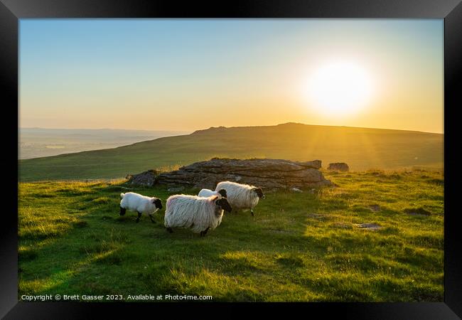 Counting Dartmoor Sheep Framed Print by Brett Gasser