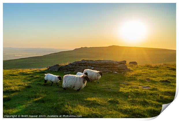 Counting Dartmoor Sheep Print by Brett Gasser