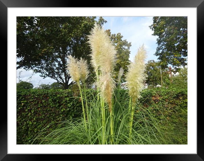 Pampas Grass in Chalkwell Park Framed Mounted Print by John Bridge