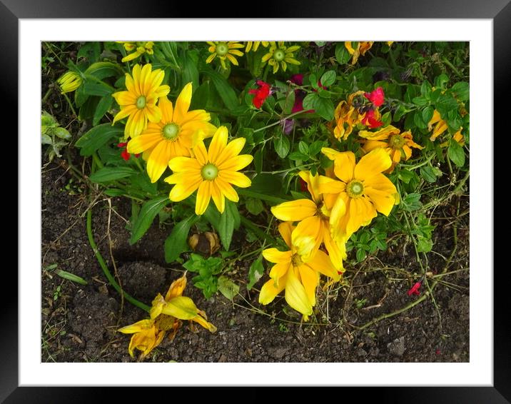 Flowers Blooming in Chalkwell Park Framed Mounted Print by John Bridge