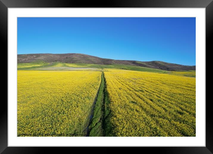 Wildflowers in a field from the air Framed Mounted Print by Arun 