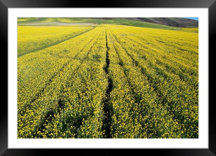 Wildflowers in a field from the air Framed Mounted Print by Arun 