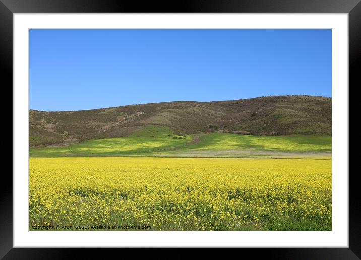 Wildflowers in a field on the road side Framed Mounted Print by Arun 