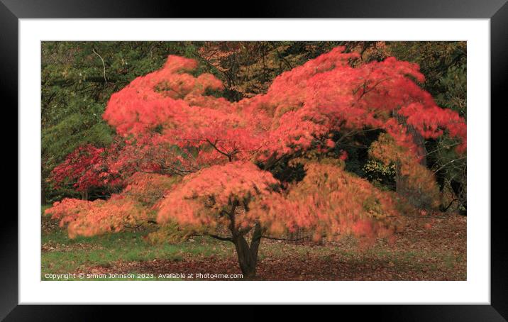 Autumnal Acer colour with ICM Framed Mounted Print by Simon Johnson