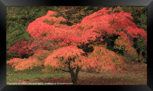Autumnal Acer colour with ICM Framed Print by Simon Johnson