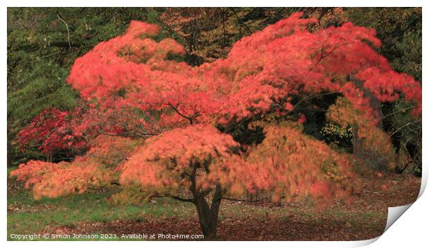 Autumnal Acer colour with ICM Print by Simon Johnson