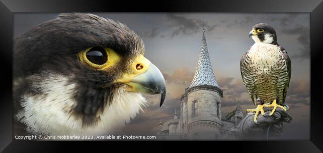 Peregrine Falcon and Castle Framed Print by Chris Mobberley
