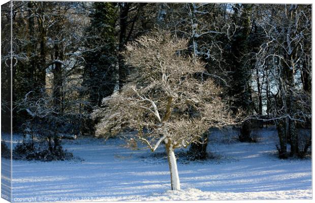  frosted  tree Canvas Print by Simon Johnson