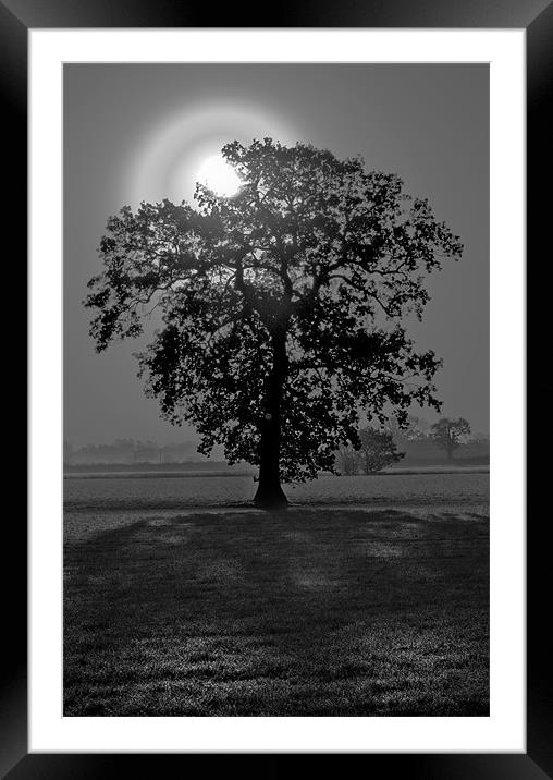 Sunrise Through tree Framed Mounted Print by Darren Burroughs