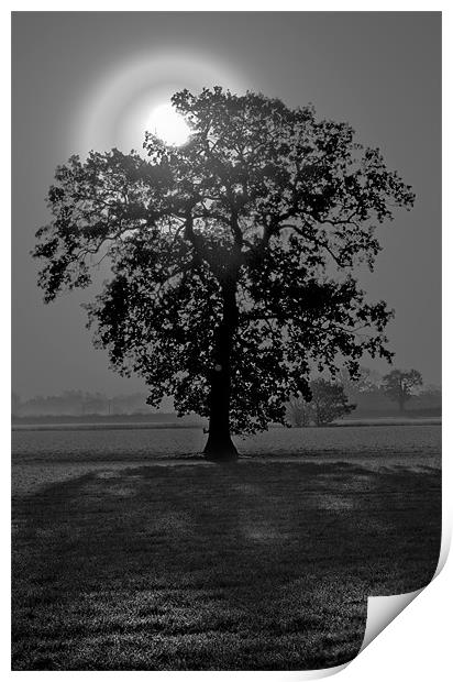 Sunrise Through tree Print by Darren Burroughs