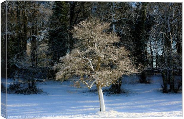 A tree with snow on the ground Canvas Print by Simon Johnson