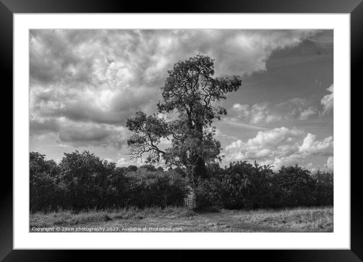 A Perfect Tree. Framed Mounted Print by 28sw photography