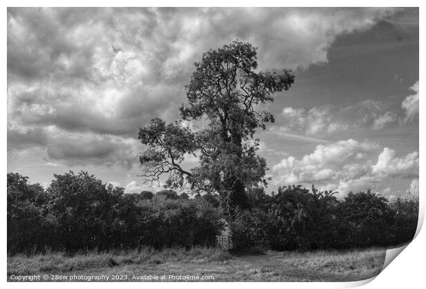 A Perfect Tree. Print by 28sw photography