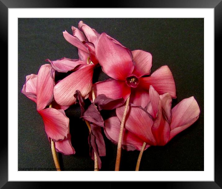 Dying cyclamen Framed Mounted Print by Stephanie Moore
