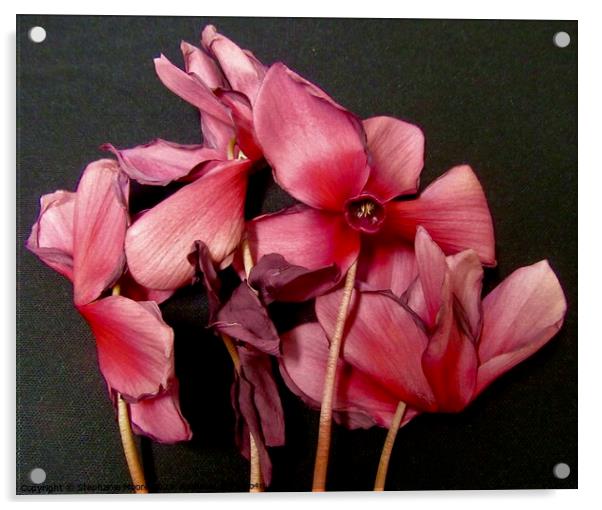 Dying cyclamen Acrylic by Stephanie Moore