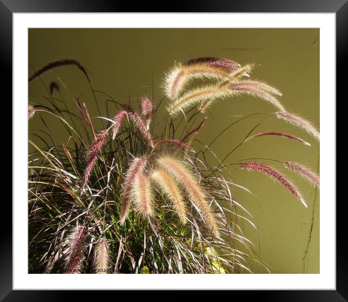 Colourful grass Framed Mounted Print by Stephanie Moore